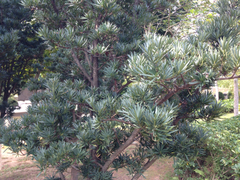 Podocarpus macrophyllus maki