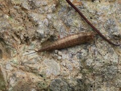 Meinertellidae
