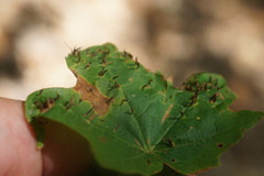 Vasates aceriscrumena