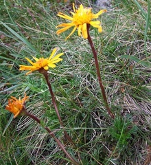 Tephroseris integrifolia