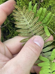 Polypodioideae
