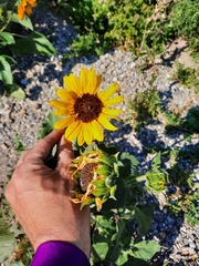 Helianthus petiolaris