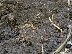 Geophilidae