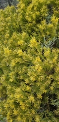 Leucadendron
