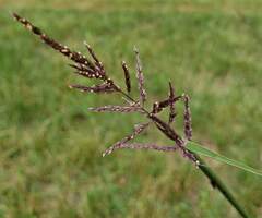 Sporobolus cryptandrus