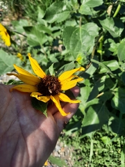 Helianthus petiolaris