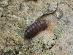 Armadillidae