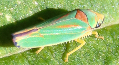 Graphocephala