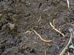Geophilidae