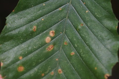 Acalitus ferrugineum