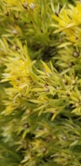 Leucadendron