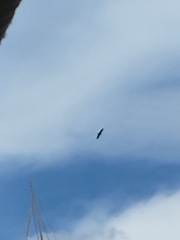 Haliaeetus leucocephalus