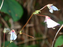 Desmodium rotundifolium