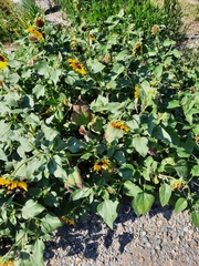 Helianthus petiolaris