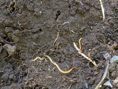Geophilidae