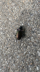 Carabus nemoralis