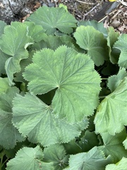 Alchemilla mollis