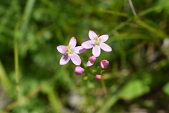 Centaurium erythraea