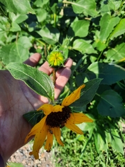 Helianthus petiolaris