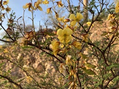 Erythrostemon placidus