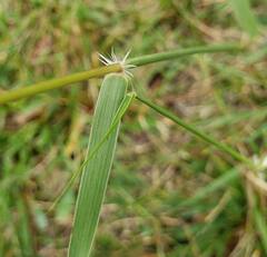 Sporobolus cryptandrus