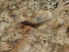 Meinertellidae