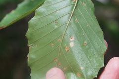 Acalitus ferrugineum