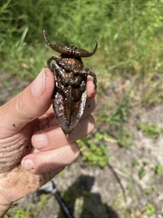 Lethocerus americanus