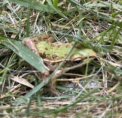Lithobates sphenocephalus