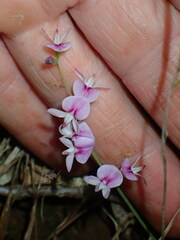 Lespedeza procumbens
