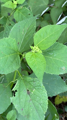 Verbesina occidentalis