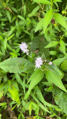 Elephantopus carolinianus