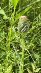 Cirsium discolor
