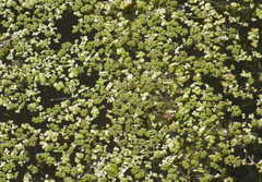 Azolla