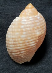 Tonna pennata