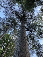 Pinus resinosa