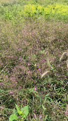 Desmodium paniculatum