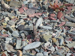 Trimerotropis verruculata