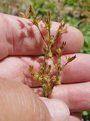 Juncus xiphioides
