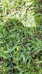 Stenotaphrum secundatum