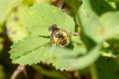 Eristalis anthophorina