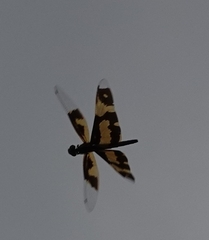 Rhyothemis variegata