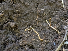 Geophilidae