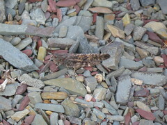 Trimerotropis verruculata