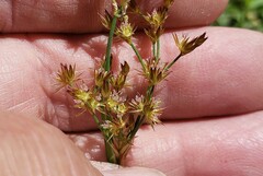 Juncus xiphioides
