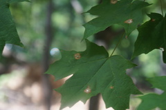 Acericecis ocellaris