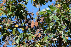 Lonchocarpus sericeus