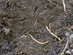 Geophilidae