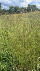 Andropogon