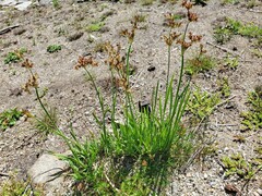 Juncus xiphioides